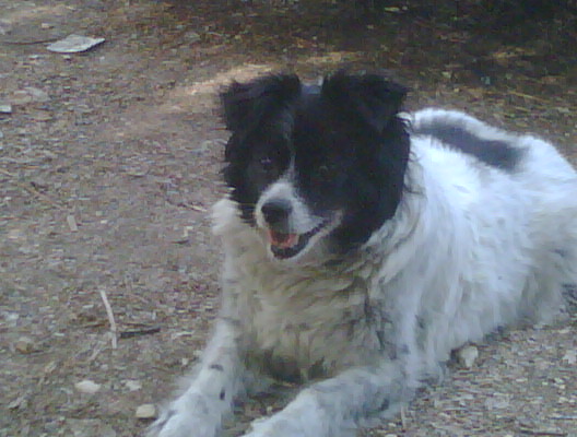 Snoopy