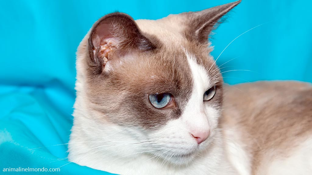 Snowshoe