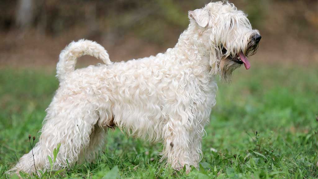 Cane Irish Soft-Coated Wheaten Terrier