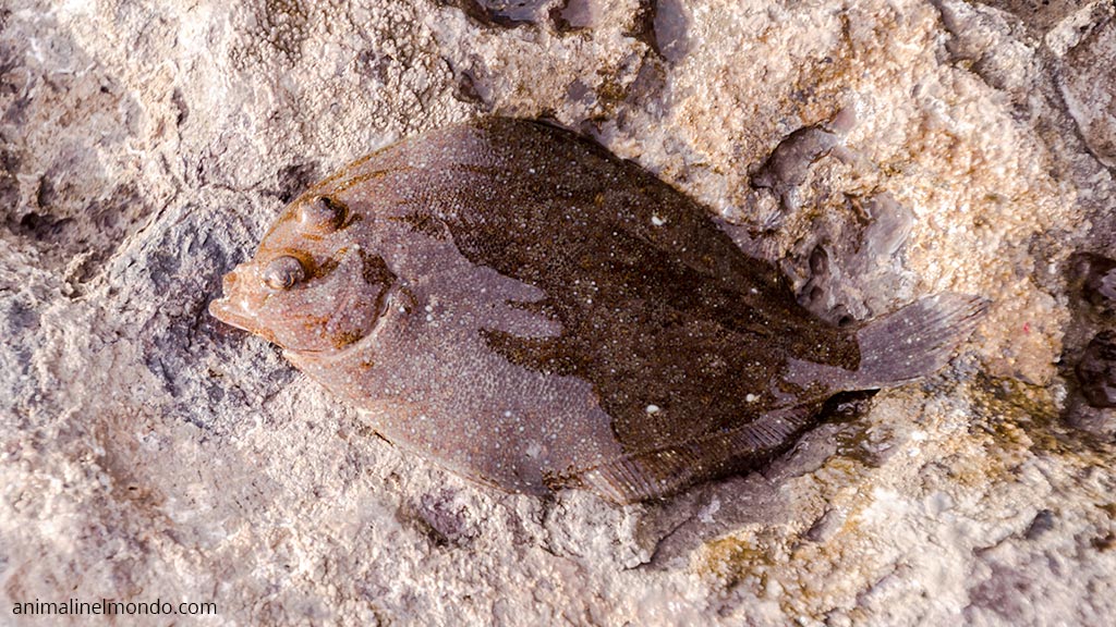 Sogliola