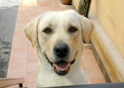 La mia cucciolotta Sophia