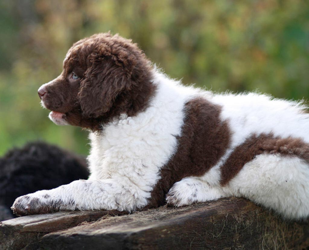 Cane Spaniel Olandese