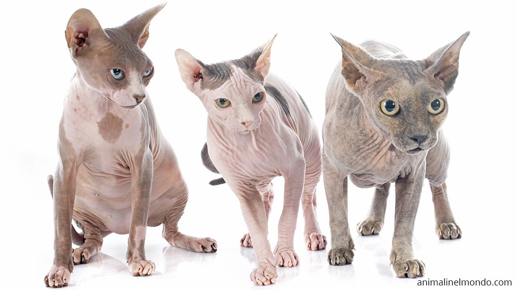 Sphynx