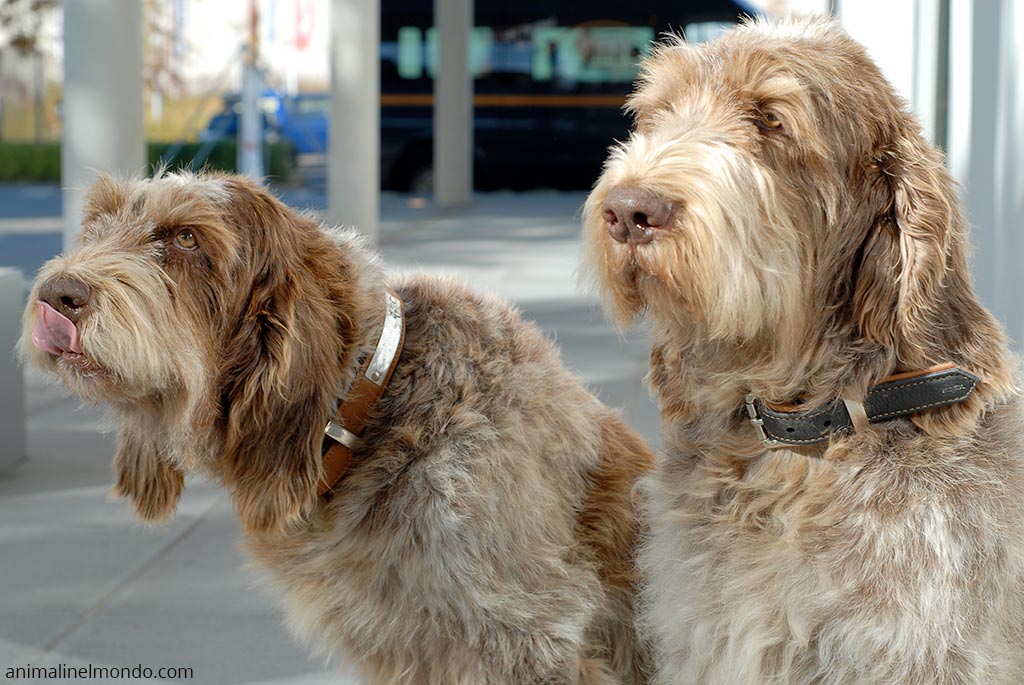 Cane Spinone italiano