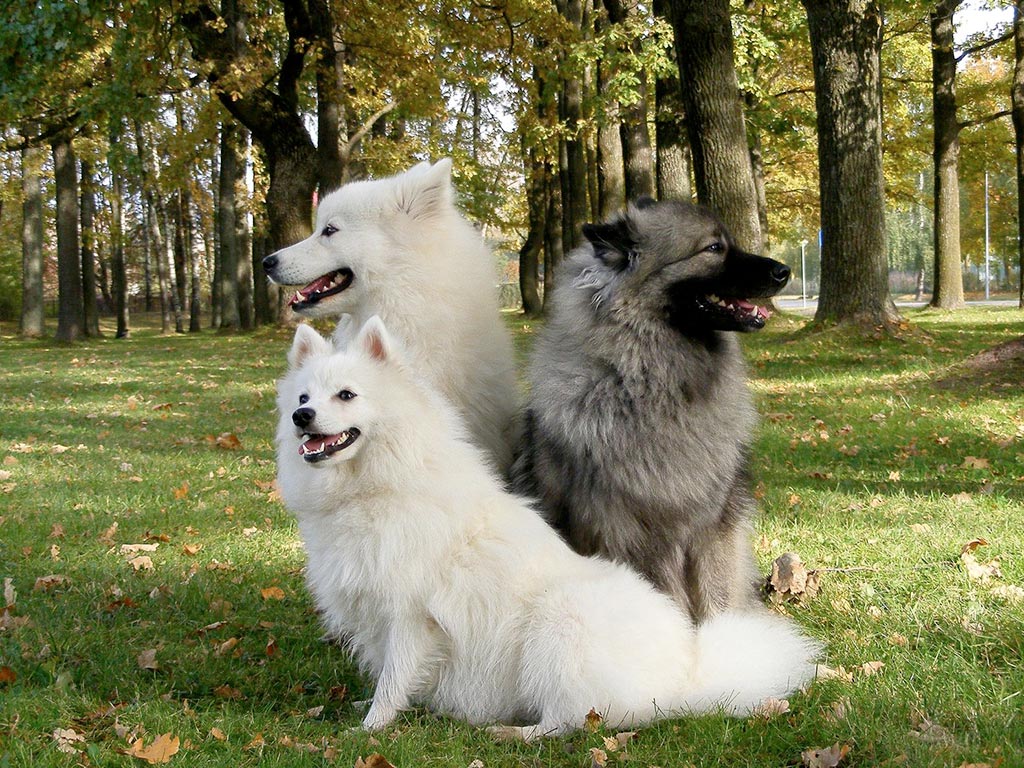 Cane Spitz tedesco gigante