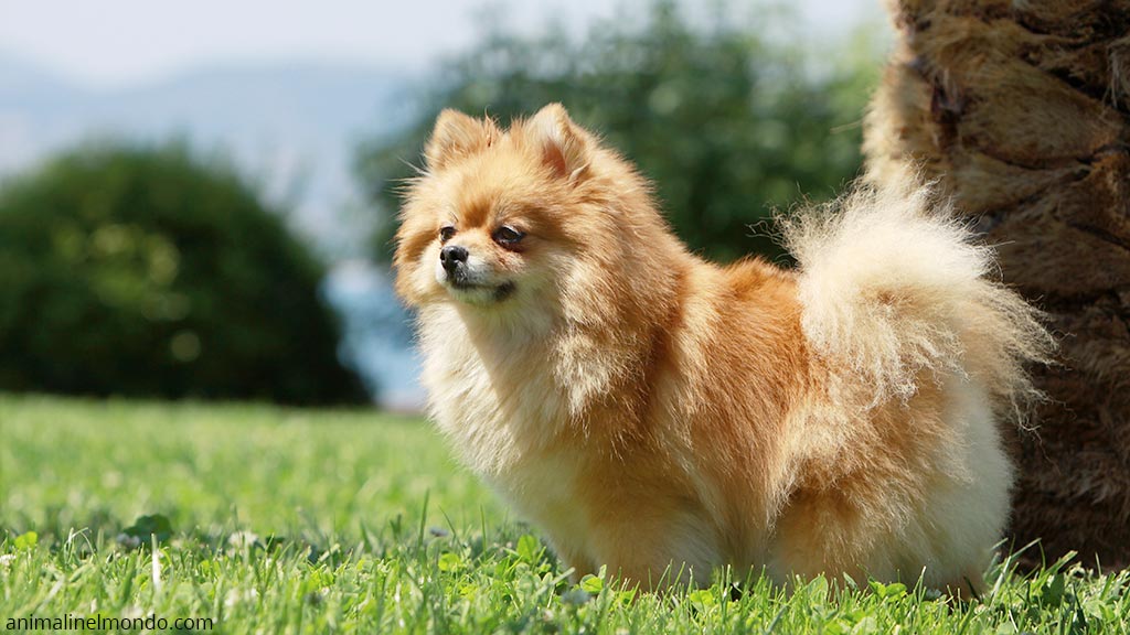 Cane Spitz tedesco medio