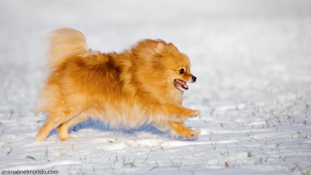 Cane Spitz tedesco piccolo