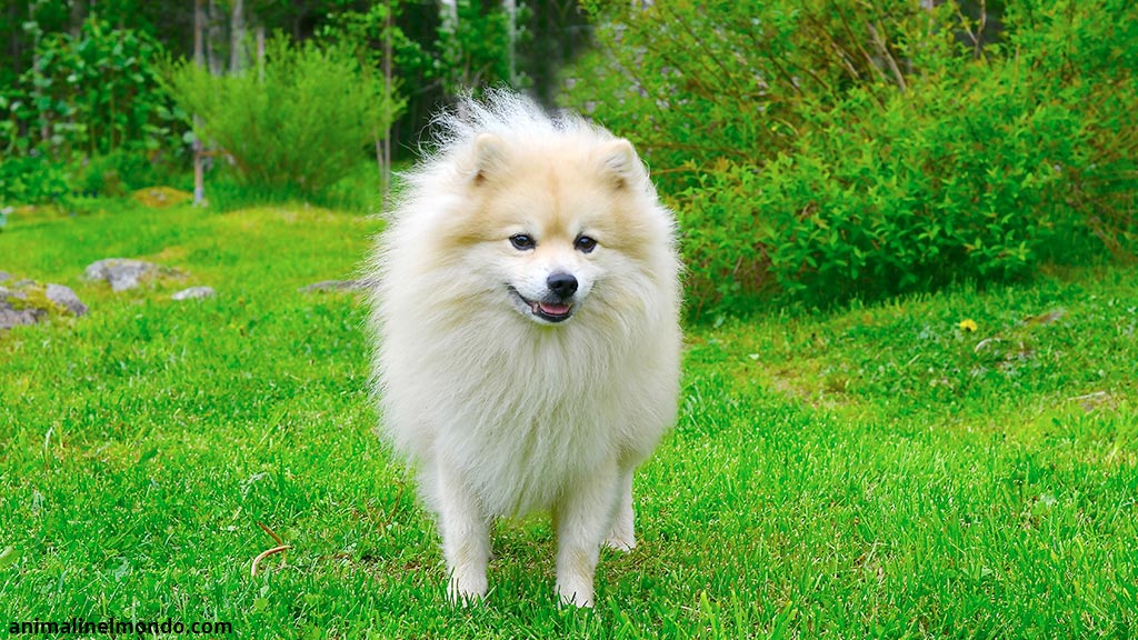 Cane Spitz tedesco