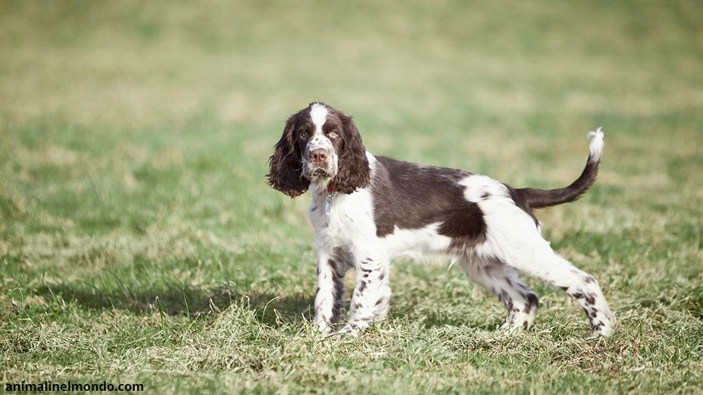 Cane Springer Spaniel inglese