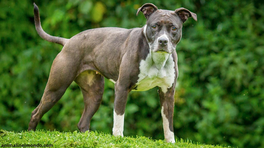 Cane Staffordshire Bull Terrier