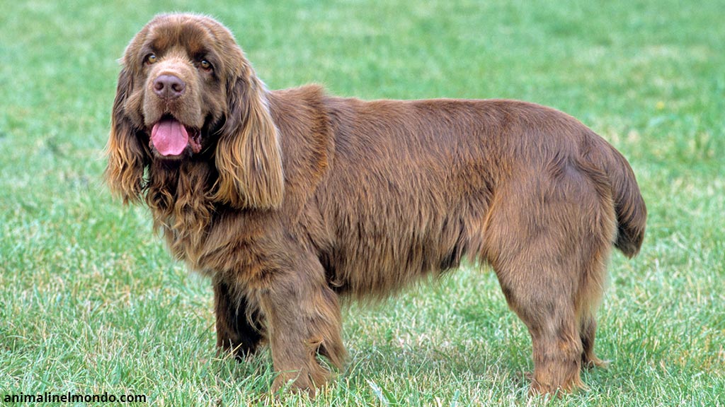 Cane Sussex Spaniel