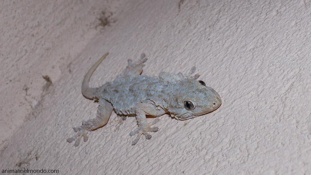 Tarentola Mauritanica