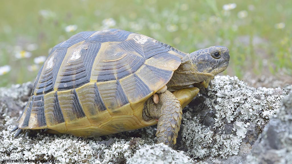 Tartaruga terrestre