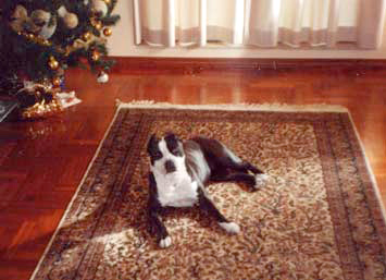 Tequila il pit bull