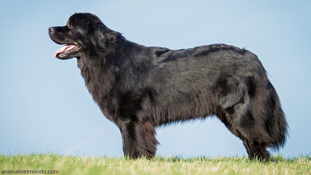 Cane Terranova