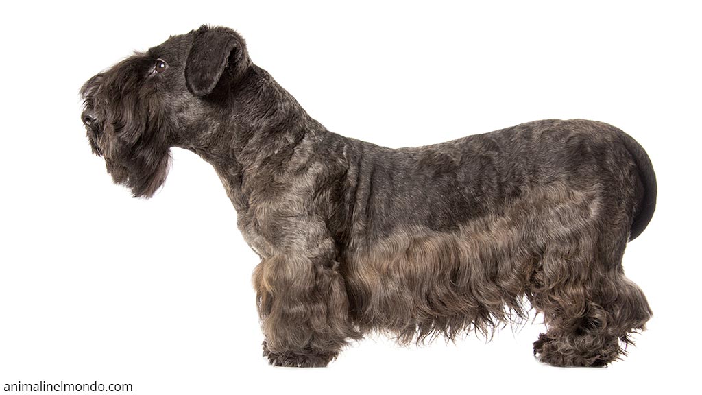 Cane Terrier Boemo