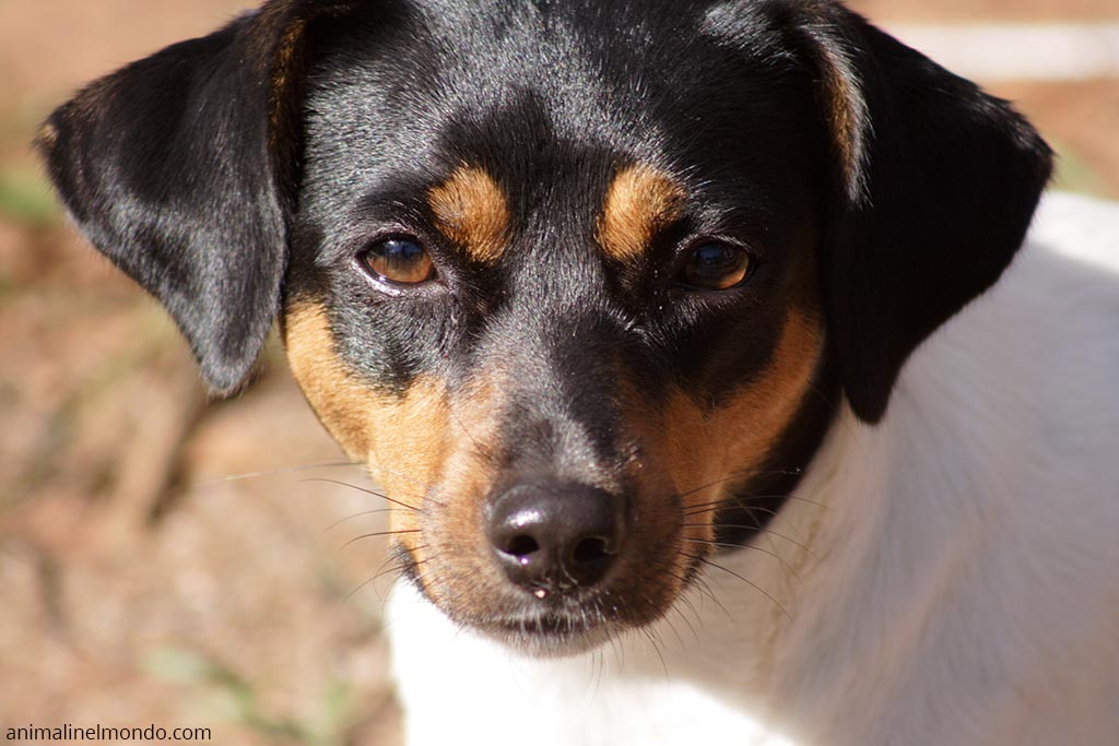 Cane Terrier Brasileiro