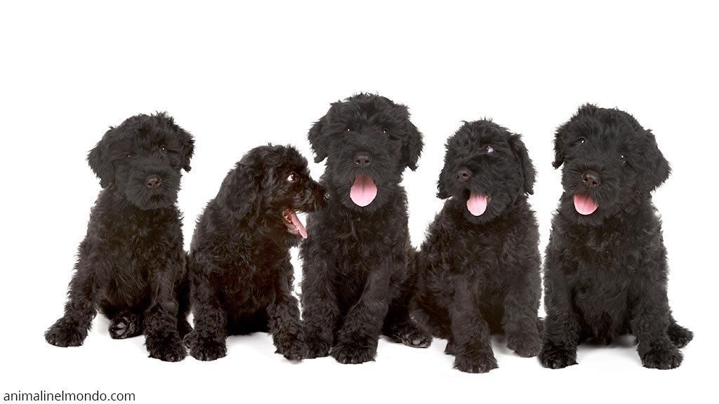 Cane Terrier nero russo