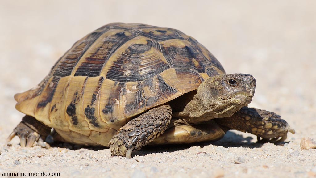 Testudo Hermanni