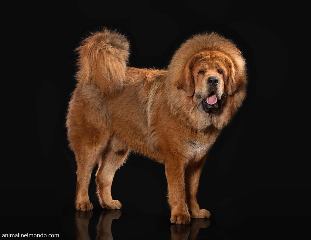 Cane Tibetan Mastiff