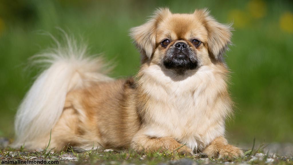 Cane Tibetan Spaniel