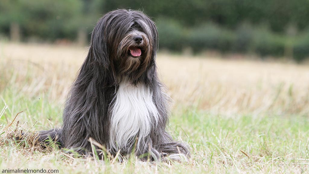 Cane Tibetan Terrier