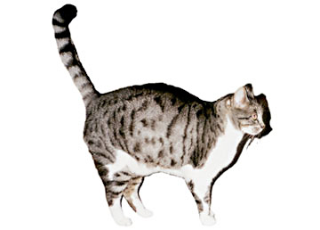 Tigre