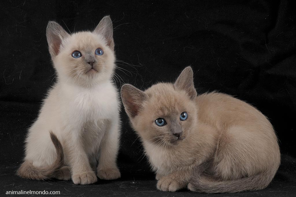 Gatto Tonchinese