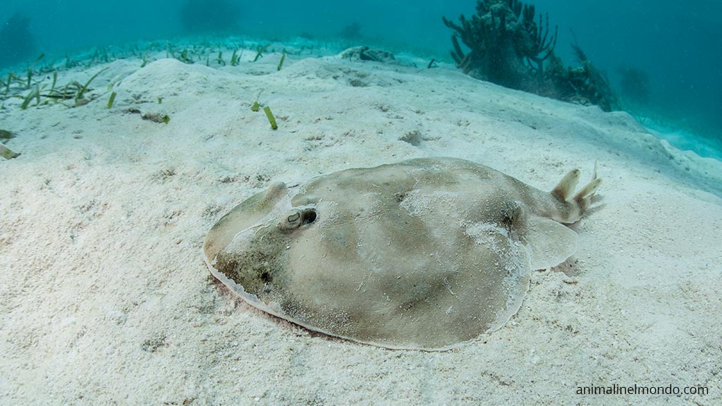 Pesce Torpedine