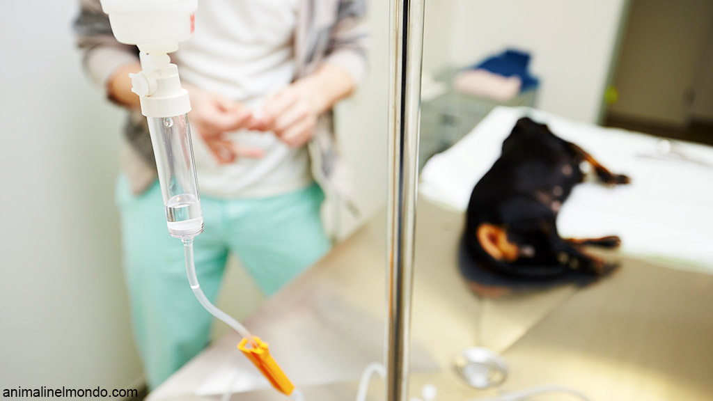 La torsione: dilatazione dello stomaco