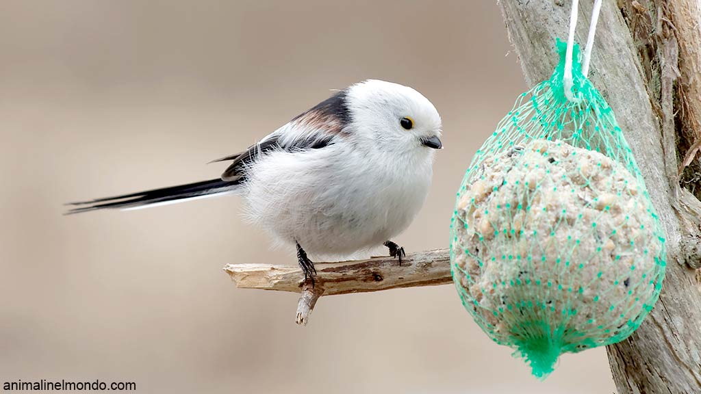 Tortine per nutrire gli uccellini
