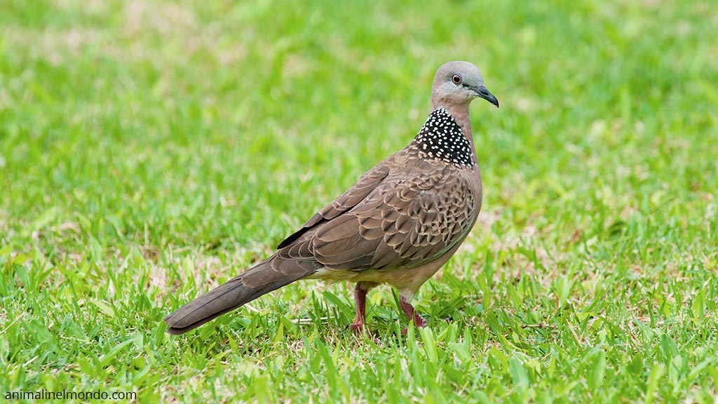 Tortora macchiata