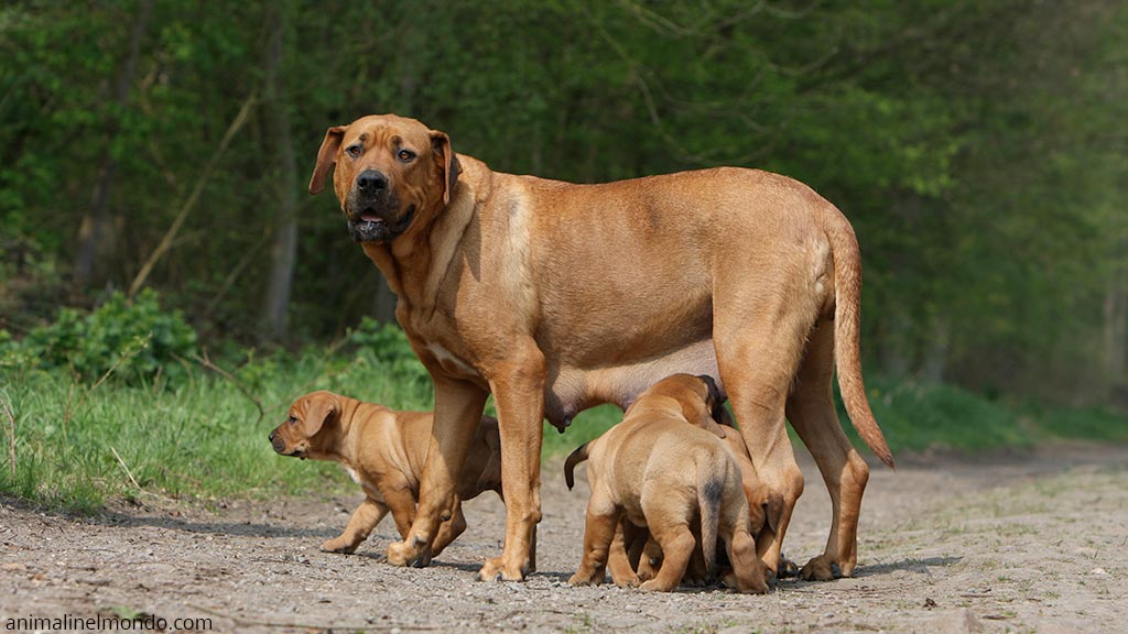Cane Tosa Inu