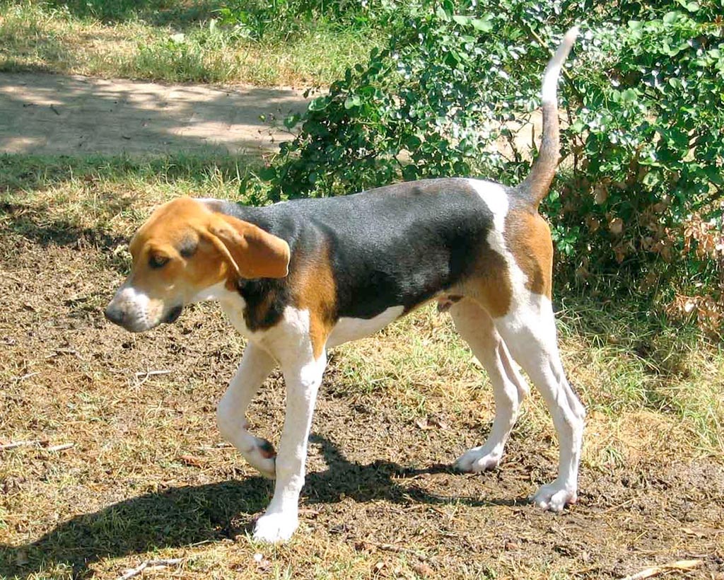 Cane Treeing Walker Coonhound