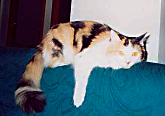 Trilly la gattina