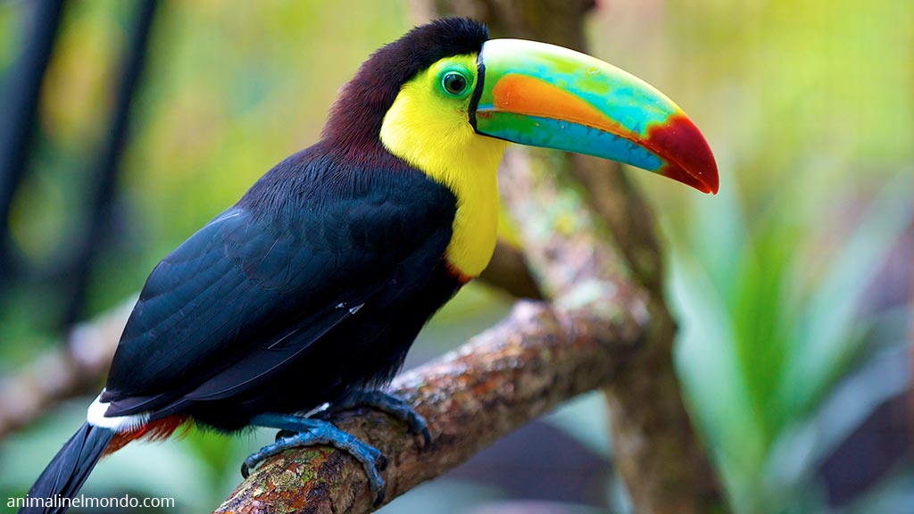 Tucano