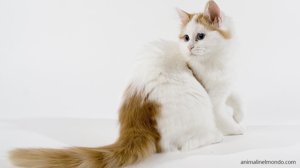 Turkish Van