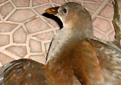 Uccello di palude