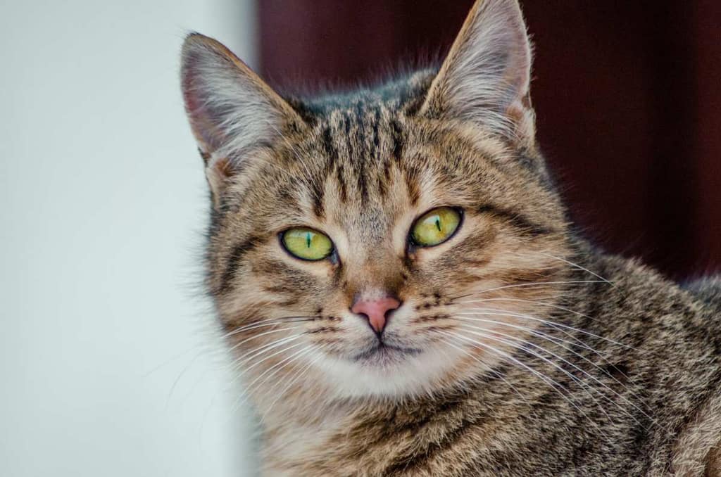 Adottare un gatto: quali sono gli aspetti da tenere in considerazione