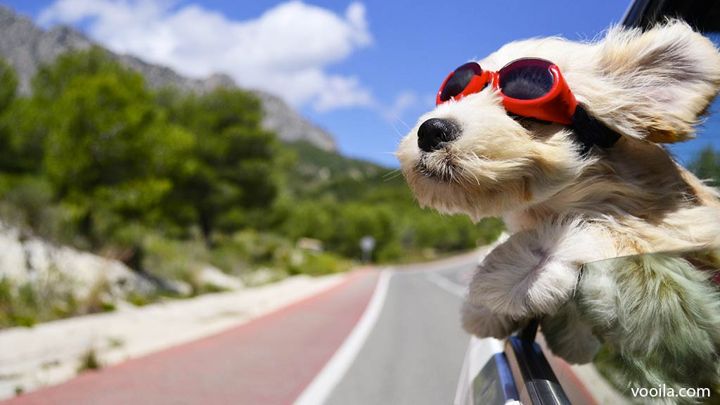Viaggiare in auto con il cane