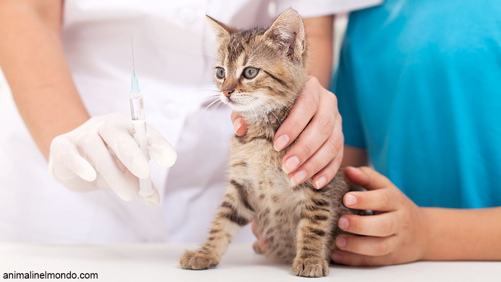 Vaccinazioni gatto