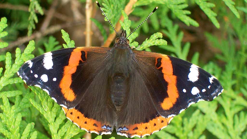 Vanessa Atalanta
