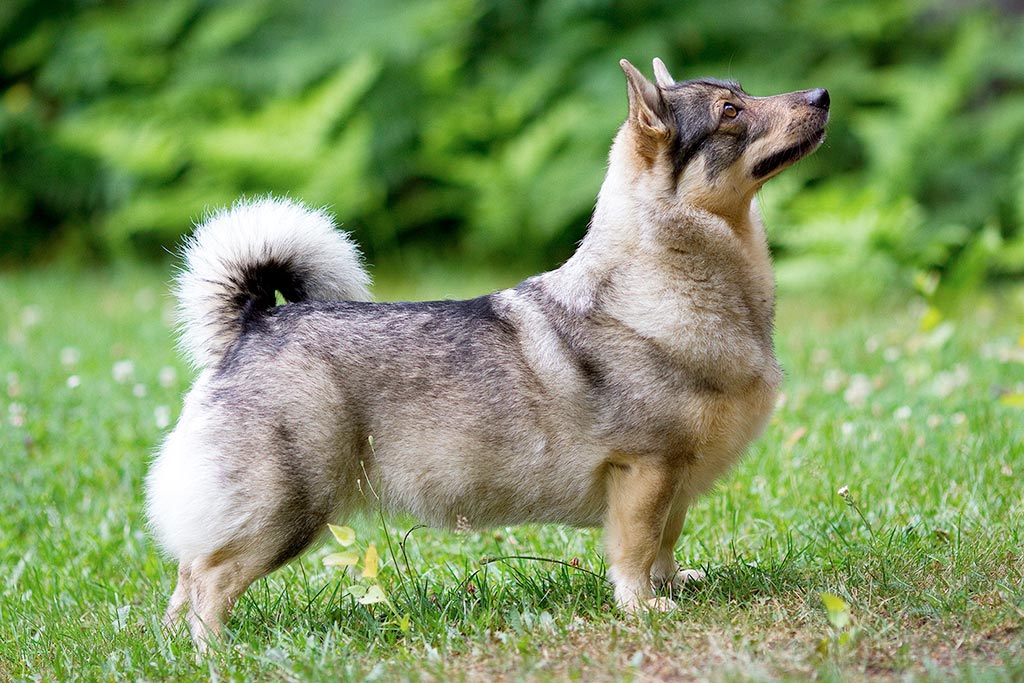 Cane Vastgotaspets