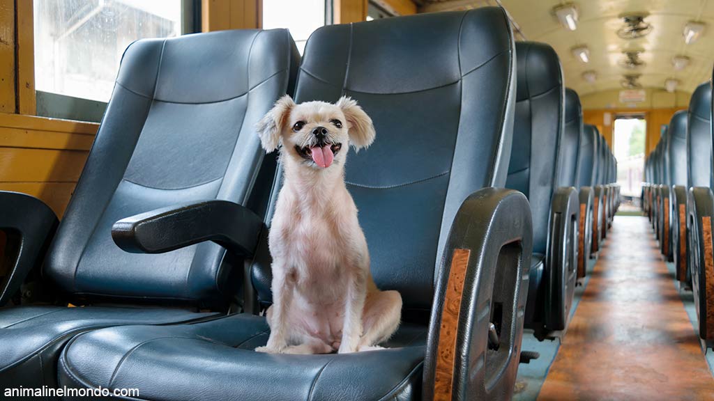Viaggiare in treno con il cane