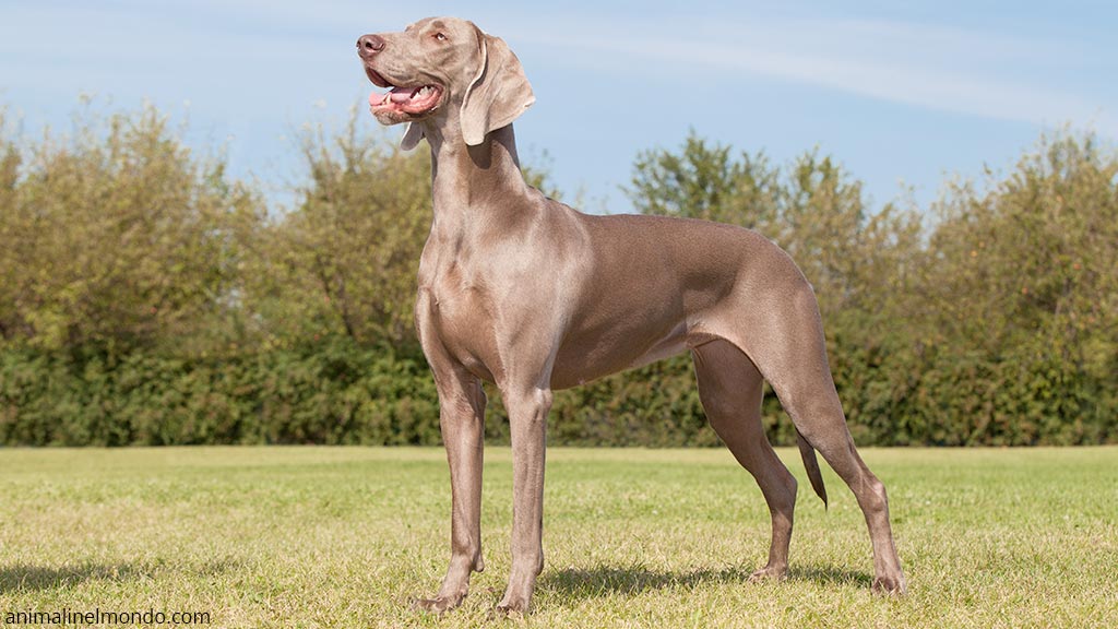 Cane Weimaraner