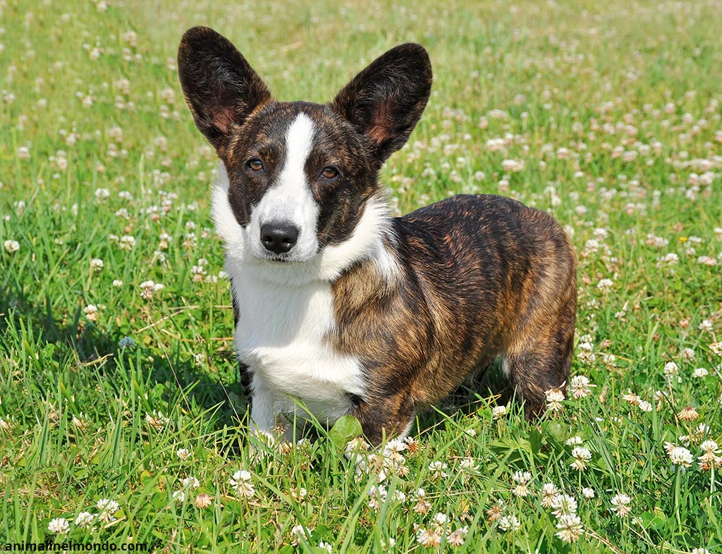 Cane Welsh Corgie Cardigan