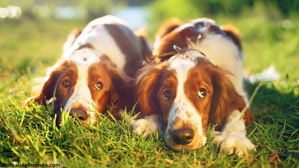 Cane Welsh Springer Spaniel
