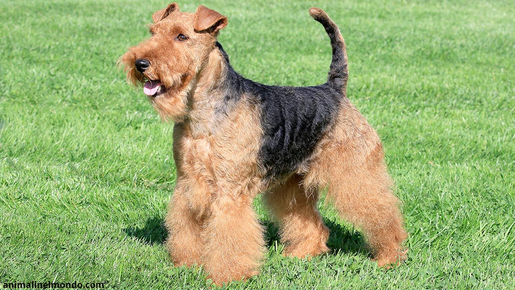 Cane Welsh Terrier
