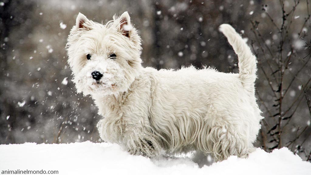 Cane West Highland white terrier