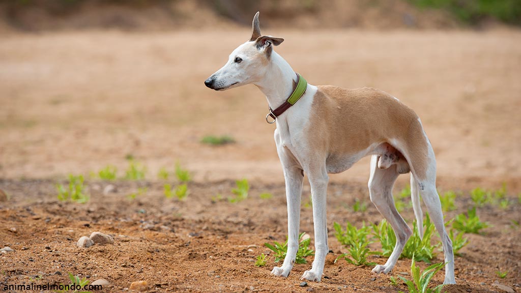 Cane Whippet